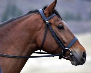 Horse bridle